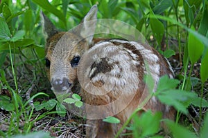 Roe Deer fawn