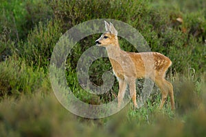 Roe deer Fawn photo