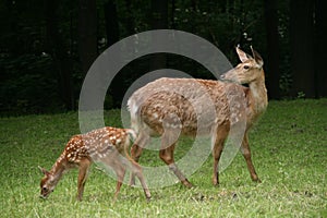 Roe deer with a fawn