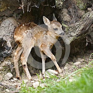 Roe deer Fawn - Capreolus capreolus (15 days old)