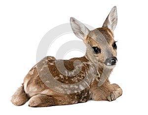 Roe deer Fawn - Capreolus capreolus (15 days old) photo