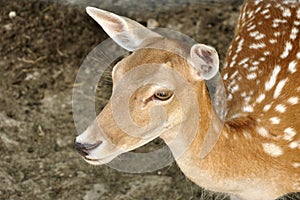 Roe deer fawn close up