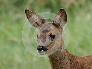 Roe deer fawn close up.