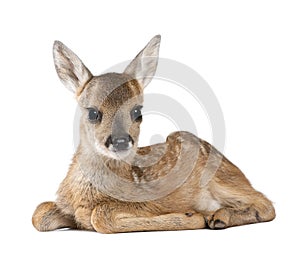 Roe Deer Fawn in front of a white background