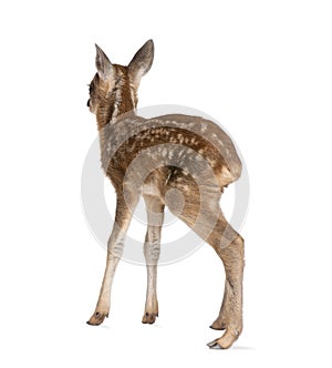 Roe Deer Fawn in front of a white background