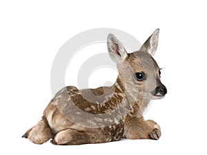 Roe Deer Fawn in front of a white background