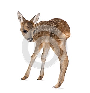 Roe Deer Fawn in front of a white background