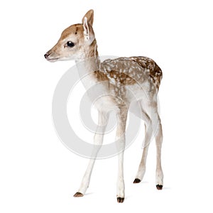 Roe Deer Fawn in front of a white background