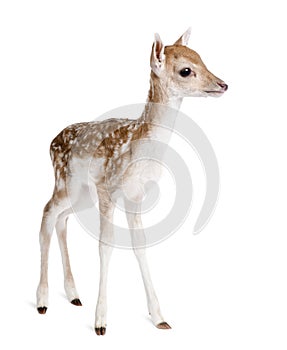 Roe Deer Fawn in front of a white background