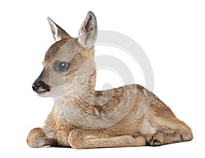 Roe deer Fawn lying down - Capreolus capreolus (15