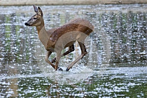 Roe Deer female (Capreolus capreolus)