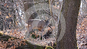 Roe deer female eating in the forest ( Capreolus capreolus ).
