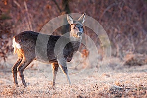 Roe deer female observing on frost glade in spring