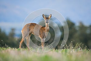 Roe deer female stretching on grassland in autumn from side