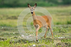 Roe deer