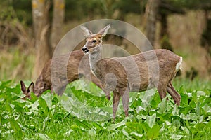 Roe deer females in lush green field