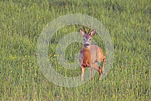 Roe deer on the field