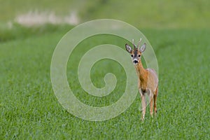 Roe Deer in a field with grass