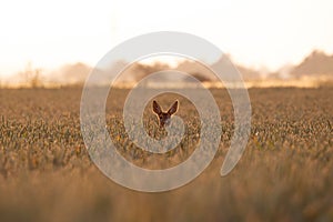 Roe deer in the field at sunrise. (Capreolus capreolus