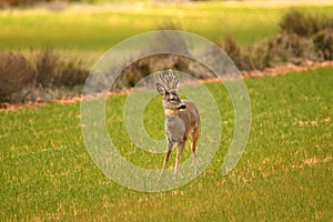 roe deer in the fields of cultivation in Soria
