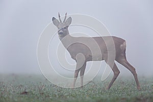Roe deer in fog