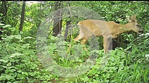 roe deer in the foreground in the woods