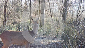 roe deer in the foreground in the woods