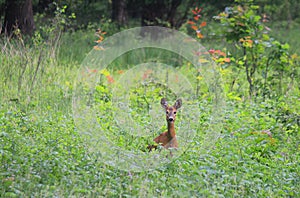 Roe deer in the forest