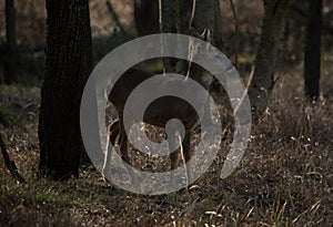 Roe Deer in the Forest