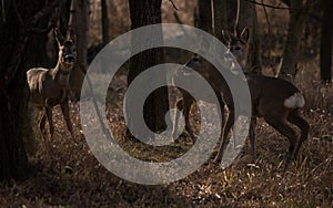 Roe Deer in the Forest