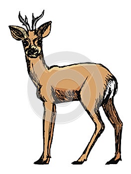 Roe deer, forest animal