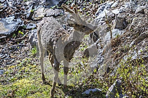 Roe deer in a garden