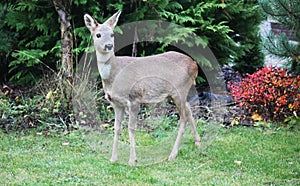 Roe-deer in a garden