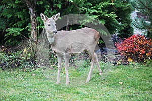 Roe-deer in a garden