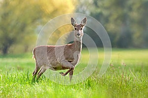 Roe deer in gestation period