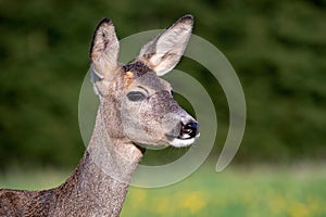 Roe deer in grass, Capreolus capreolus.