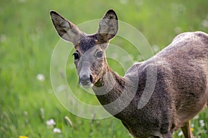 Roe deer in grass, Capreolus capreolus. Wild roe deer