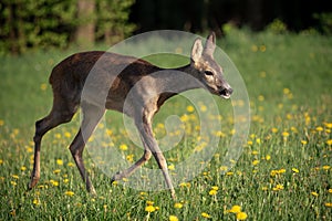 Roe deer in grass, Capreolus capreolus. Wild roe deer