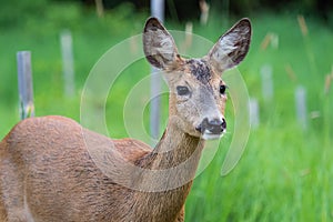 Roe deer in grass, Capreolus capreolus. Wild roe deer in nature