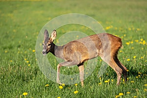 Roe deer in grass, Capreolus capreolus. Wild roe deer