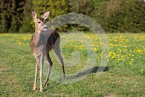 Roe deer in grass, Capreolus capreolus. Wild roe deer in spring nature