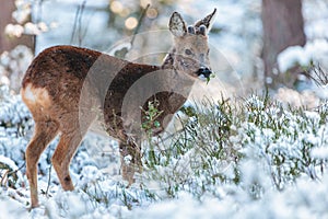 Roe deer grazing in a Dutch winter forest