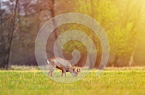 Roe deer, grazing in a field on early morning