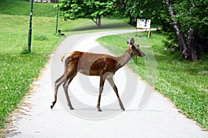 Doe grazing in the meadow