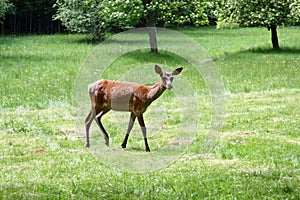 Doe grazing in the meadow