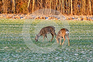 roe deer on green field in february