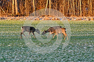 roe deer on green field in february