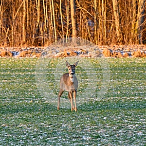 roe deer on green field in february