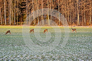 roe deer on green field in february