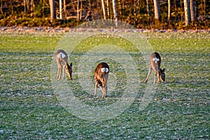 roe deer on green field in february